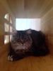 Otto (1)